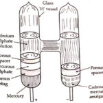 Unsaturated Weston cell