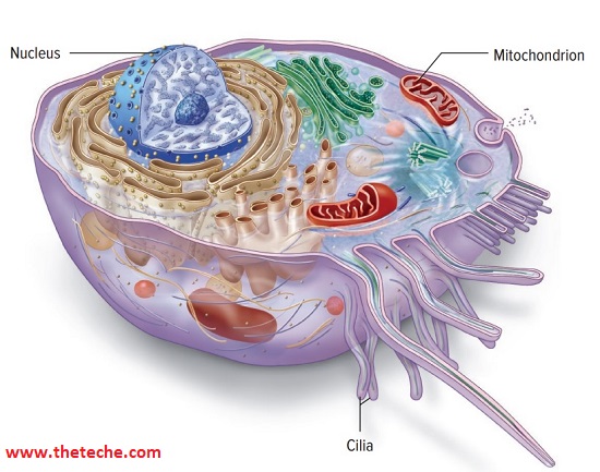 Cell