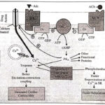 Action Effect Sequence of B Adrenergic Activation in Myocardial Cell