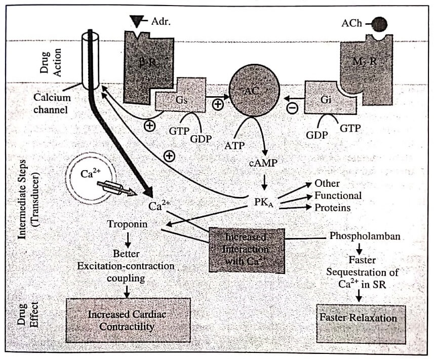 Action Effect Sequence of B Adrenergic Activation in Myocardial Cell