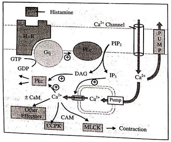 Important steps of phospholipase C(PLc) pathway of response effectuation