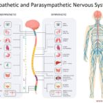 Difference Between Sympathetic and Parasympathetic Nervous System