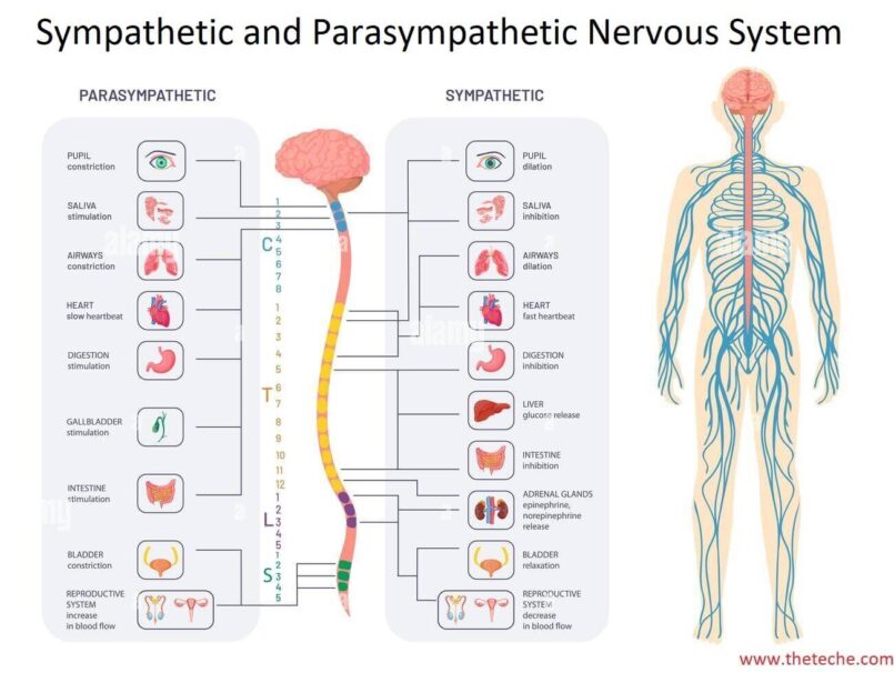 Difference Between Sympathetic and Parasympathetic Nervous System