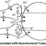 Events Associated with Neurohumoral Transmission