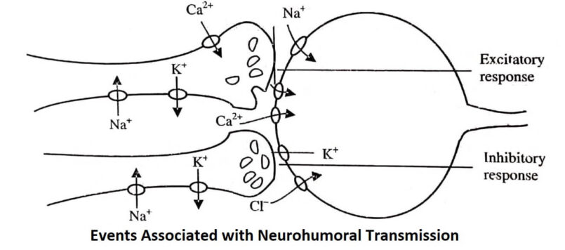 Events Associated with Neurohumoral Transmission