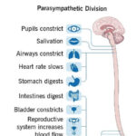 Functions of Autonomic Nervous System