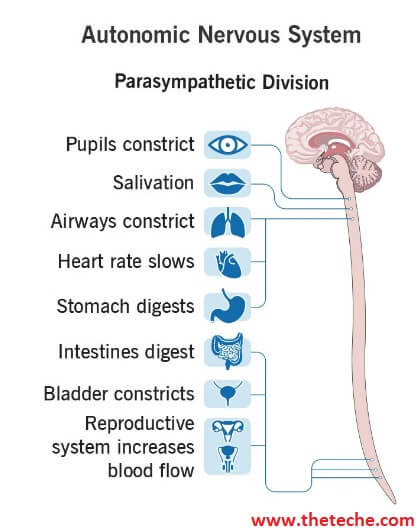 Functions of Autonomic Nervous System