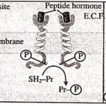 Models of Enzyme-Linked Receptors