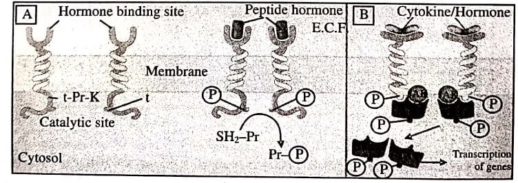 Models of Enzyme-Linked Receptors