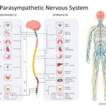 Parasympathetic Nervous System