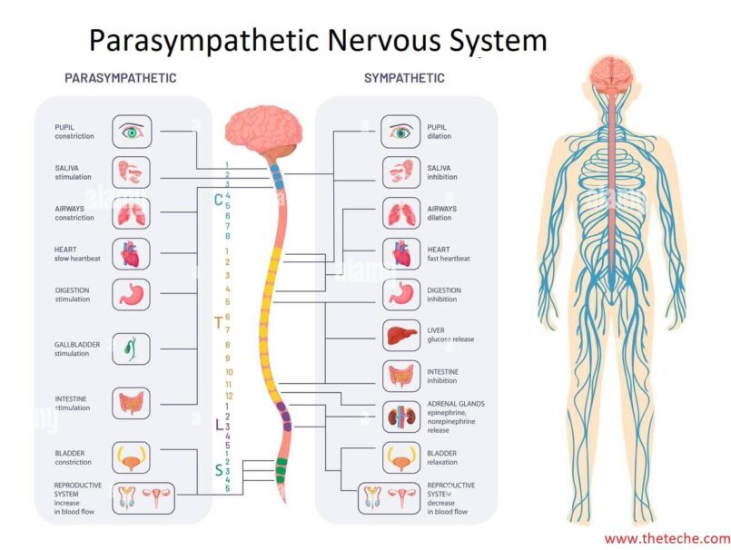 Parasympathetic Nervous System