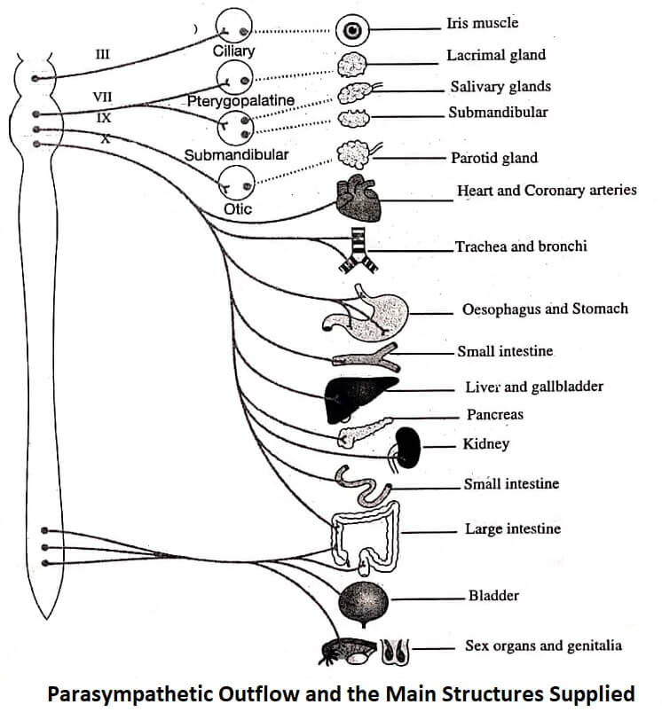 Parasympathetic Outflow and the Main Structures Supplied