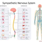 Sympathetic Nervous System