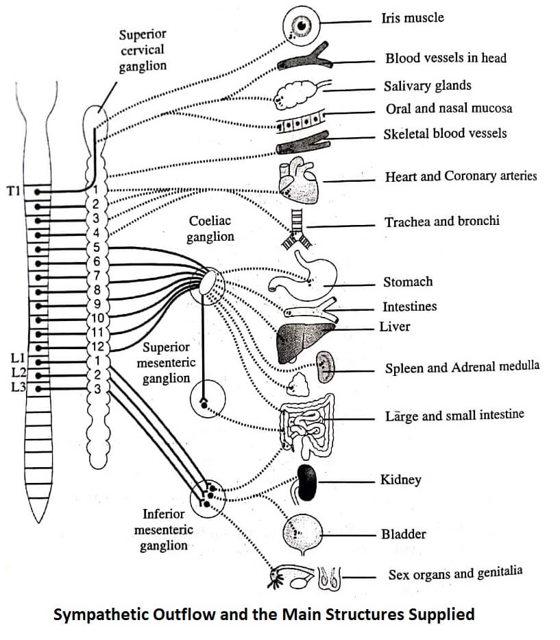 Sympathetic Outflow and the Main Structures Supplied