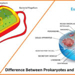 Difference Between Prokaryotes and Eukaryotes