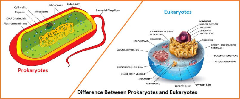 Difference Between Prokaryotes and Eukaryotes