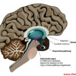 Drugs Used in Parkinson's Disease