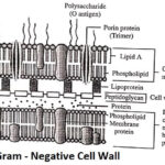 Gram Negative Cell Wall