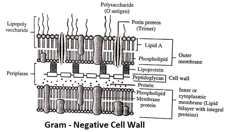 Gram Negative Cell Wall