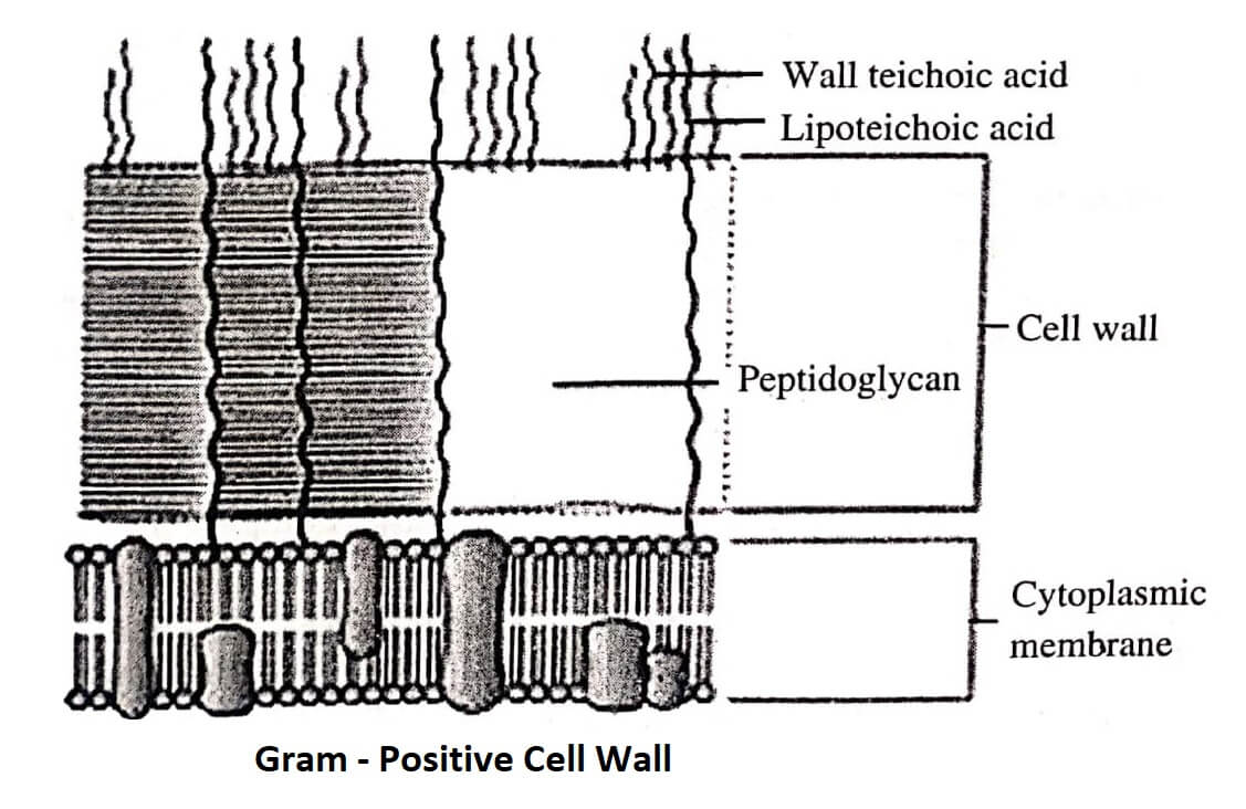 Gram positive Cell Wall