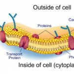 Plasma (Cytoplasmic - Cell) Membrane