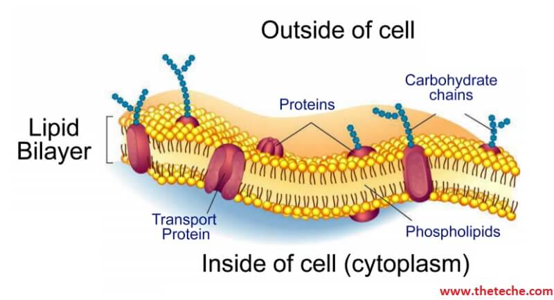 Plasma (Cytoplasmic - Cell) Membrane