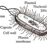 Typical Prokaryotic Cell