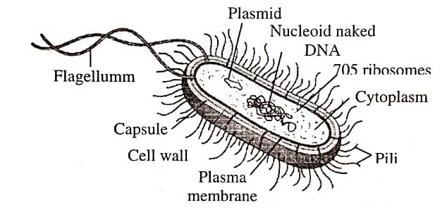 Typical Prokaryotic Cell