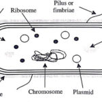 Ultrastructure of Bacterial Cell