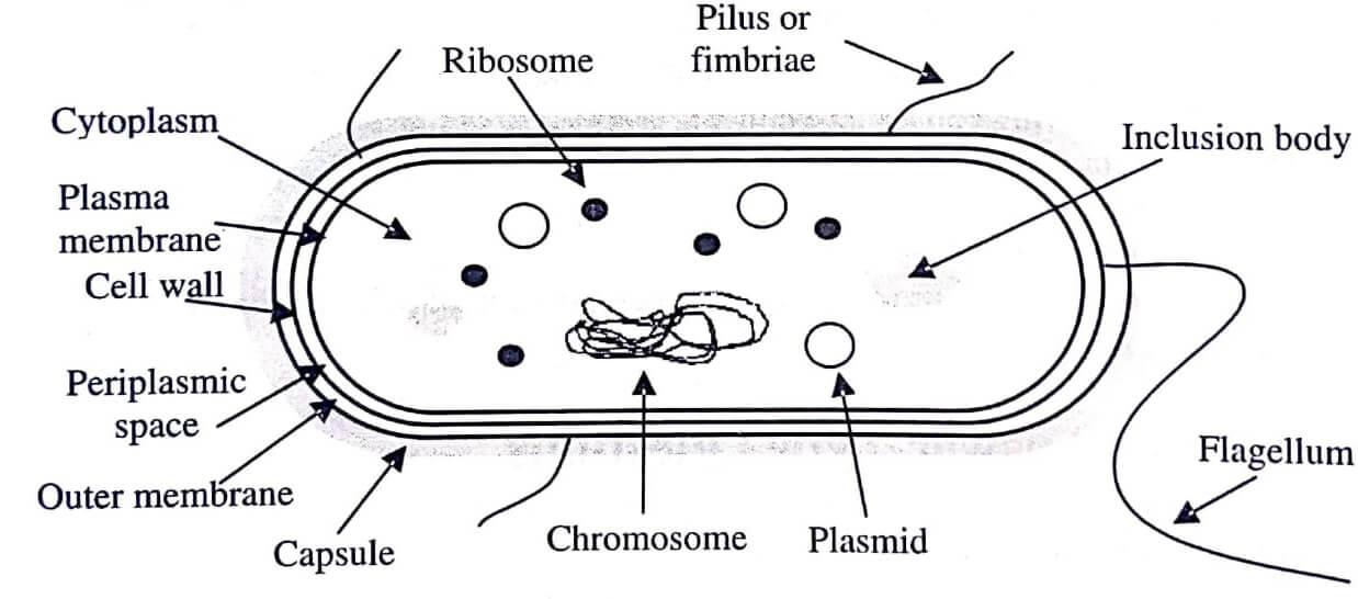 Ultrastructure of Bacterial Cell