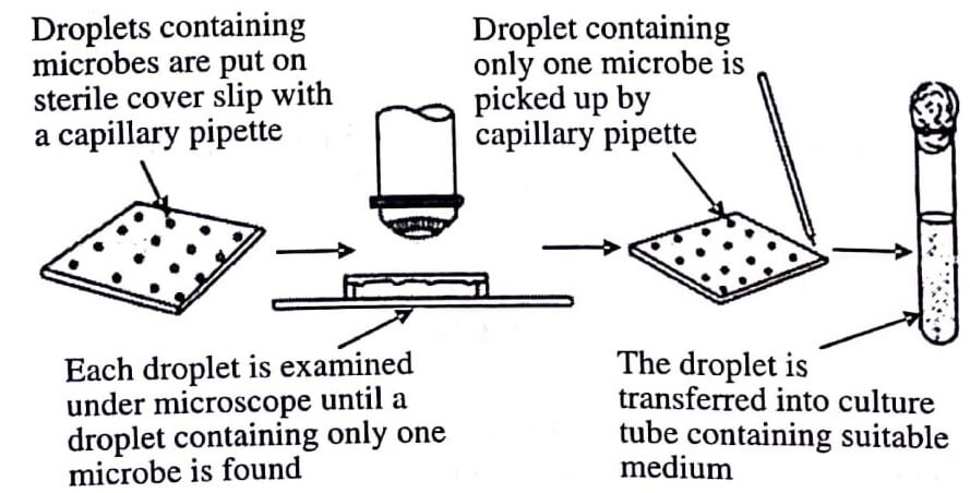 Capillary Method for Obtaining a Singe Microbial Cell