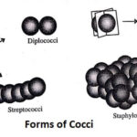 Forms of cocci