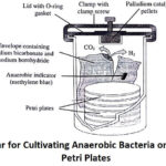 Jar for Cultivating Anaerobic Bacteria on Petri Plates