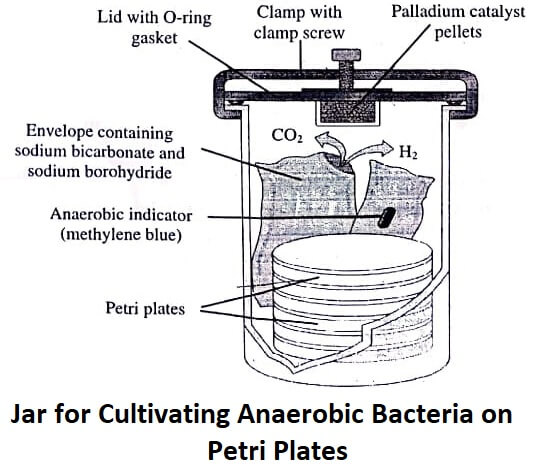 Jar for Cultivating Anaerobic Bacteria on Petri Plates