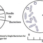 Schematic illustration showing isolation of a single bacterium from a mixture of cells on an agar gel