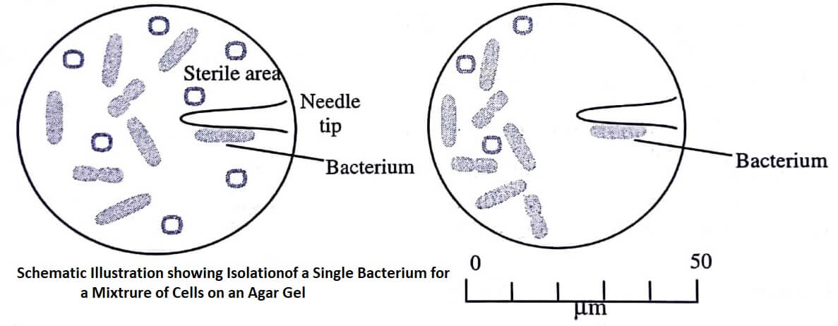 Schematic illustration showing isolation of a single bacterium from a mixture of cells on an agar gel