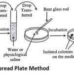 Spread Plate Method