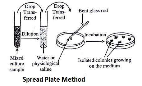 Spread Plate Method