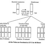All the Tubes are Incubated at 32C for 48 Hours