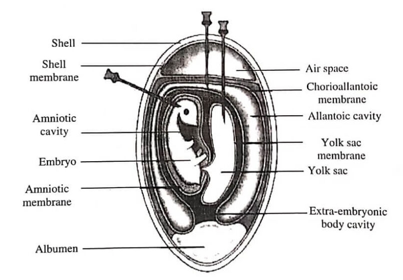 Embryonated Hen's Egg Inoculation