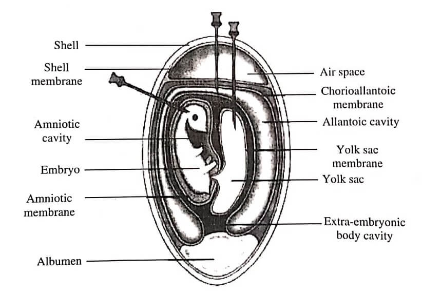 Embryonated Hen's Egg Inoculation