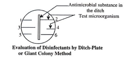 Evaluation of Disinfectants by Ditch-Plate or Giant Colony Method