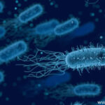 Quantitative Measurement of Bacterial Growth