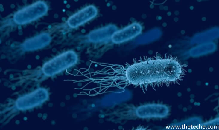 Quantitative Measurement of Bacterial Growth