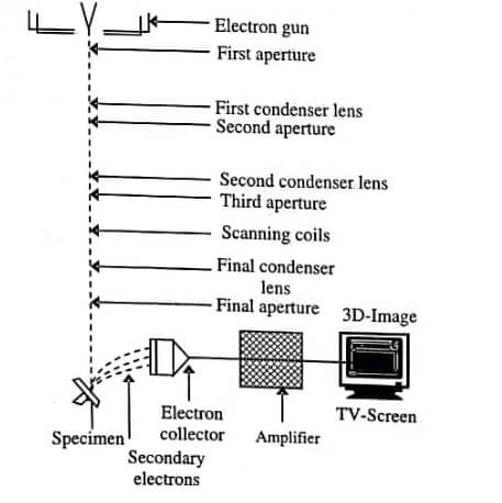 Working of Scanning electron microscopy