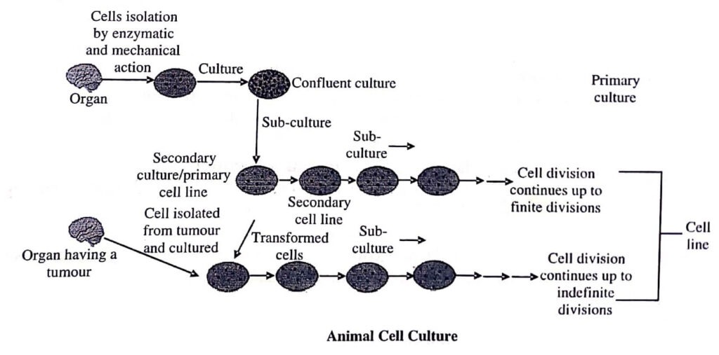 Animal Cell Culture