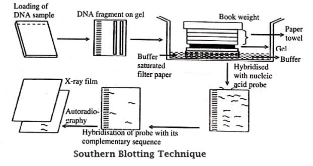 Southern Blotting Technique