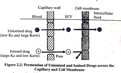 Permeation of Unionised and Ionised drugs across the Capillary and Cell Membrane