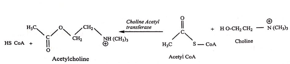 Biosynthesis and acetylcholine