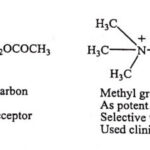 Modification of Ethylenic Bridge